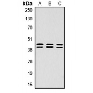 LifeSab™ ERK1/2 (pT202/Y204) Rabbit pAb (50 µl)