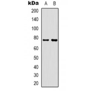 LifeSab™ Rabphilin 3A Rabbit pAb (50 µl)