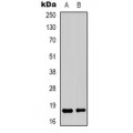 LifeSab™ TCEAL1 Rabbit pAb (50 µl)