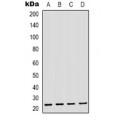 LifeSab™ GAS3 Rabbit pAb (50 µl)