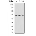 LifeSab™ WASF1 (pY125) Rabbit pAb (50 µl)