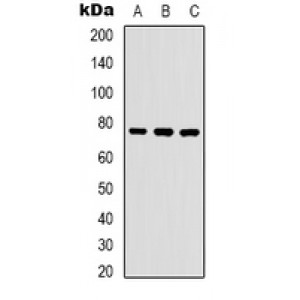 LifeSab™ WASF1 (pY125) Rabbit pAb (50 µl)