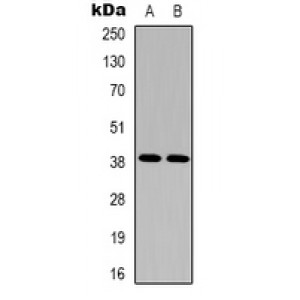 LifeSab™ EDG5 Rabbit pAb (50 µl)