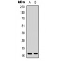 LifeSab™ CPI17 Rabbit pAb (50 µl)
