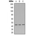LifeSab™ JUNB Rabbit pAb (50 µl)