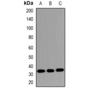 LifeSab™ MKI67IP (pT234) Rabbit pAb (50 µl)