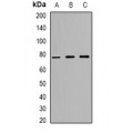 LifeSab™ ZNF7 Rabbit pAb (50 µl)