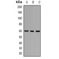 LifeSab™ Alpha-1D Adrenergic Receptor Rabbit pAb (50 µl)