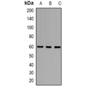 LifeSab™ Alpha-1D Adrenergic Receptor Rabbit pAb (50 µl)