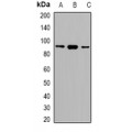 LifeSab™ SRSF5 Rabbit pAb (50 µl)