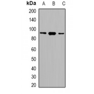 LifeSab™ SRSF5 Rabbit pAb (50 µl)
