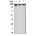 LifeSab™ CHD4 Rabbit pAb (50 µl)