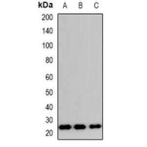 LifeSab™ TP53INP2 Rabbit pAb (50 µl)