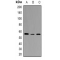 LifeSab™ STEAP2 Rabbit pAb (50 µl)