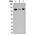 LifeSab™ TSHZ2 Rabbit pAb (50 µl)