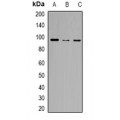 LifeSab™ ZFP95 Rabbit pAb (50 µl)