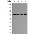 LifeSab™ EPS8L1 Rabbit pAb (50 µl)