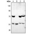 LifeSab™ ATG4D Rabbit pAb (50 µl)