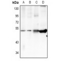 LifeSab™ TRIM59 Rabbit pAb (50 µl)