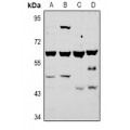 LifeSab™ ATG4A Rabbit pAb (50 µl)