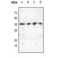 LifeSab™ C/EBP epsilon (pT74) Rabbit pAb (50 µl)