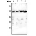 LifeSab™ Cyclin E1 Rabbit pAb (50 µl)