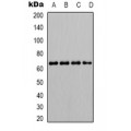 LifeSab™ SHPTP1 (pY536) Rabbit pAb (50 µl)