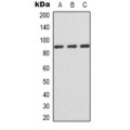LifeSab™ IFNGR1 Rabbit pAb (50 µl)