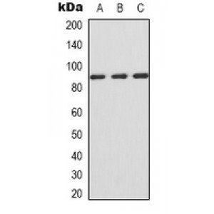 LifeSab™ IFNGR1 Rabbit pAb (50 µl)