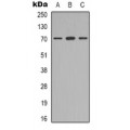 LifeSab™ MGCRACGAP Rabbit pAb (50 µl)