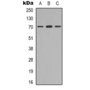 LifeSab™ MGCRACGAP Rabbit pAb (50 µl)
