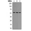 LifeSab™ HNF4 alpha/gamma Rabbit pAb (50 µl)