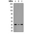 LifeSab™ EP2 Rabbit pAb (50 µl)