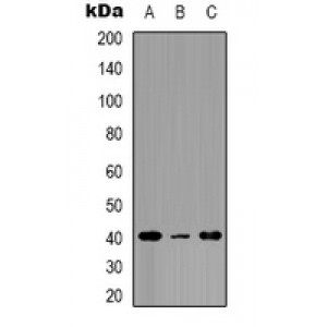 LifeSab™ EP2 Rabbit pAb (50 µl)