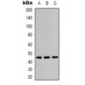 LifeSab™ IKB epsilon (pS22) Rabbit pAb (50 µl)