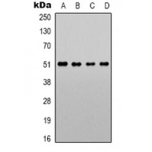 LifeSab™ Alpha-1A Adrenergic Receptor Rabbit pAb (50 µl)