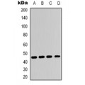 LifeSab™ Adenosine A2a Receptor Rabbit pAb (50 µl)