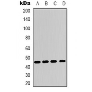 LifeSab™ Adenosine A2a Receptor Rabbit pAb (50 µl)