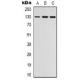 LifeSab™ EPHB1/2 Rabbit pAb (50 µl)