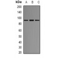 LifeSab™ AKAP1 Rabbit pAb (50 µl)