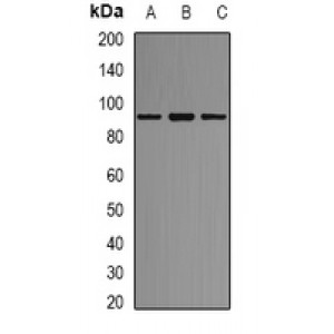LifeSab™ AKAP1 Rabbit pAb (50 µl)
