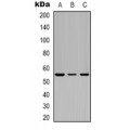 LifeSab™ p53 Rabbit pAb (50 µl)