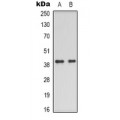 LifeSab™ CD226 Rabbit pAb (50 µl)