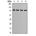 LifeSab™ GRP75 Rabbit pAb (50 µl)