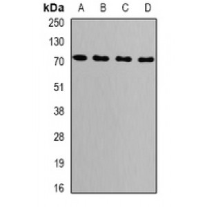 LifeSab™ GRP75 Rabbit pAb (50 µl)