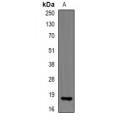 LifeSab™ RNase 13 Rabbit pAb (50 µl)