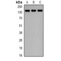 LifeSab™ CTCF Rabbit pAb (50 µl)