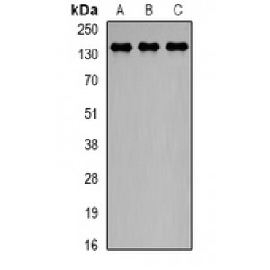 LifeSab™ CTCF Rabbit pAb (50 µl)