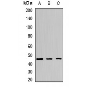 LifeSab™ EGLN1 Rabbit pAb (50 µl)