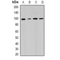 LifeSab™ RRM1 Rabbit pAb (50 µl)